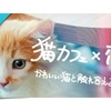 愛知県で街コン！猫好きさんの出会いは猫カフェで。