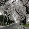 相生の運動公園の桜です