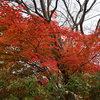 紅葉と冬桜と椎茸