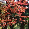 <span itemprop="headline">紅葉、ちょっとがっかりの県民の森</span>