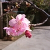 桜と梅