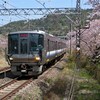 阪和線 山中渓駅で散り始めた桜と電車