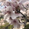 長く楽しむ桜2019