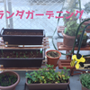 麻袋をプランター代わりにして植物を植えてみました みいの記録帳 麻袋をプランター代わりにして植物を植えてみました みいの記録帳