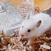 ゴールデンハムスターを飼い始める