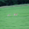 夏休みは襟裳岬から