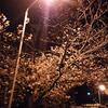 夜桜