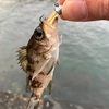 瀬戸内でも2連敗