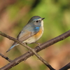 埼玉県の野鳥　キレンジャク・アリスイ他　２０２４年３月２０日