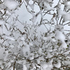 レース編み模様の枝の雪