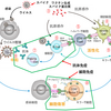 新型コロナウイルス感染症 ５類へ引き下げ