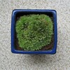 ホソバオキナゴケ（苔鉢）の植え替え-172