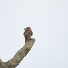 Nubian Woodpecker アフリカアオゲラ