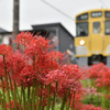 Lycoris radiata