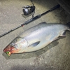 【Salmon釣り】キングとコーホー、ダブルリミット祭りを夢見て　ー撃沈編ー