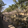 川沿いのお花見＊夙川