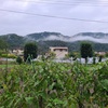 長雨の彼岸