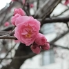 団地散歩　梅の花がもう少しで咲くかな