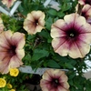 花・花・花・・・・