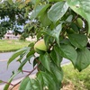 空芯菜《クウシンサイ》🌿