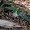 Tripterospermum iaponicum　ツルリンドウ