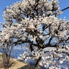 春風に吹かれながら梅観る幸せ