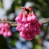 寒緋桜(カンヒザクラ)