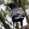 いつもの公園へ、野鳥たちの季節