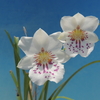 Miltoniopsis phalaenopsis