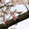 満開の桜の蜜を吸いにくるニュウナイスズメ