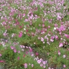 一息入れる日・・・コスモス園、湯の花温泉