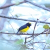 ヤブスミレフウキンチョウ Scrub Euphonia