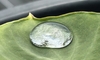 里芋の葉に水滴