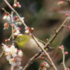 メジロ、シロハラ、ヒヨドリと春の花　春の訪れ