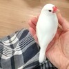 文鳥の飛び方をしてる😄