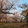 夕暮れ時の花見