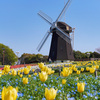 今年もオランダみたいな春の絶景