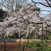 まんぼぅくん、六義園、しだれ桜　その6