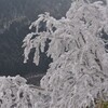 初冬の笹ヶ峰遊山　霧氷