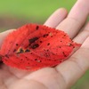 飛騨の秋　【木の実達】