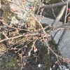 桜と梅の開花状況2017  我が家の樹木定点観察〈京都府南部〉 Blooming status of cherry & ume blossoms at my house garden, Southern part of Kyoto prefecture  Date: Mar. 29, 2017