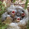 巣立ちにむけて野鳥のヒナは、たまに枝にとまってみる