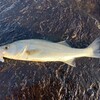 久々の登場、ボウズの男
