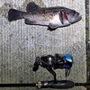 R6/12/2 青森県八戸市某所　ロックフィッシュ　クロソイ狙い