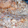  No.146 カペラサンカクハゼ (Fusigobius pallidus) 