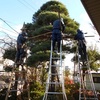 大きい松の剪定が続いております (^^ゞ