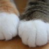 猫の足先が靴下みたいに白い理由