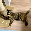 もなちゃん盛大に朝ごはんを吐いちゃいました。