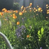 カナダも花粉症全開。眠気にだるいのも花粉のせいかな？