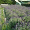 荒子川公園の花達